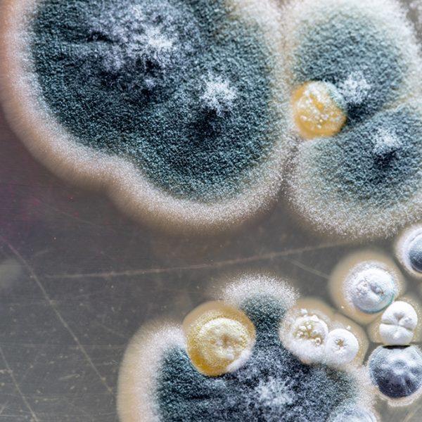 RTT Maintenance Guide: Clean, Waterproof & Prevent Mold